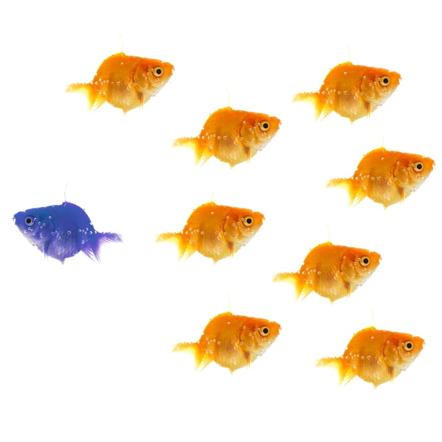 One blue fish swimming against a school of orange fish, representing leadership